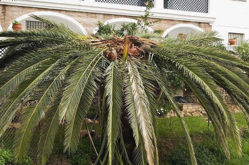 大成園林_園林綠化_綠化工程_園林綠化工程_綠化養(yǎng)護(hù)_園林綠化養(yǎng)護(hù)_園林綠化公司_成都園林公司_成都綠化公司_成都園林綠化公司_成都園林綠化工程公司_四川園林公司_四川園林綠化工程公司_成都大成志得園林有限公司