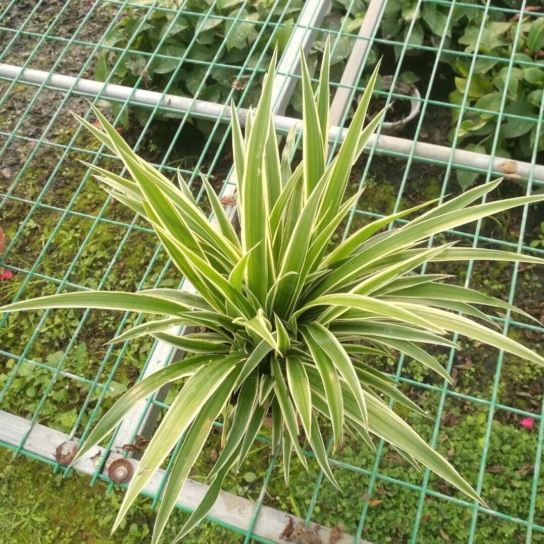 大成園林_園林綠化_綠化工程_園林綠化工程_綠化養護_園林綠化養護_園林綠化公司_成都園林公司_成都綠化公司_成都園林綠化公司_成都園林綠化工程公司_四川園林公司_四川園林綠化工程公司_成都大成志得園林有限公司