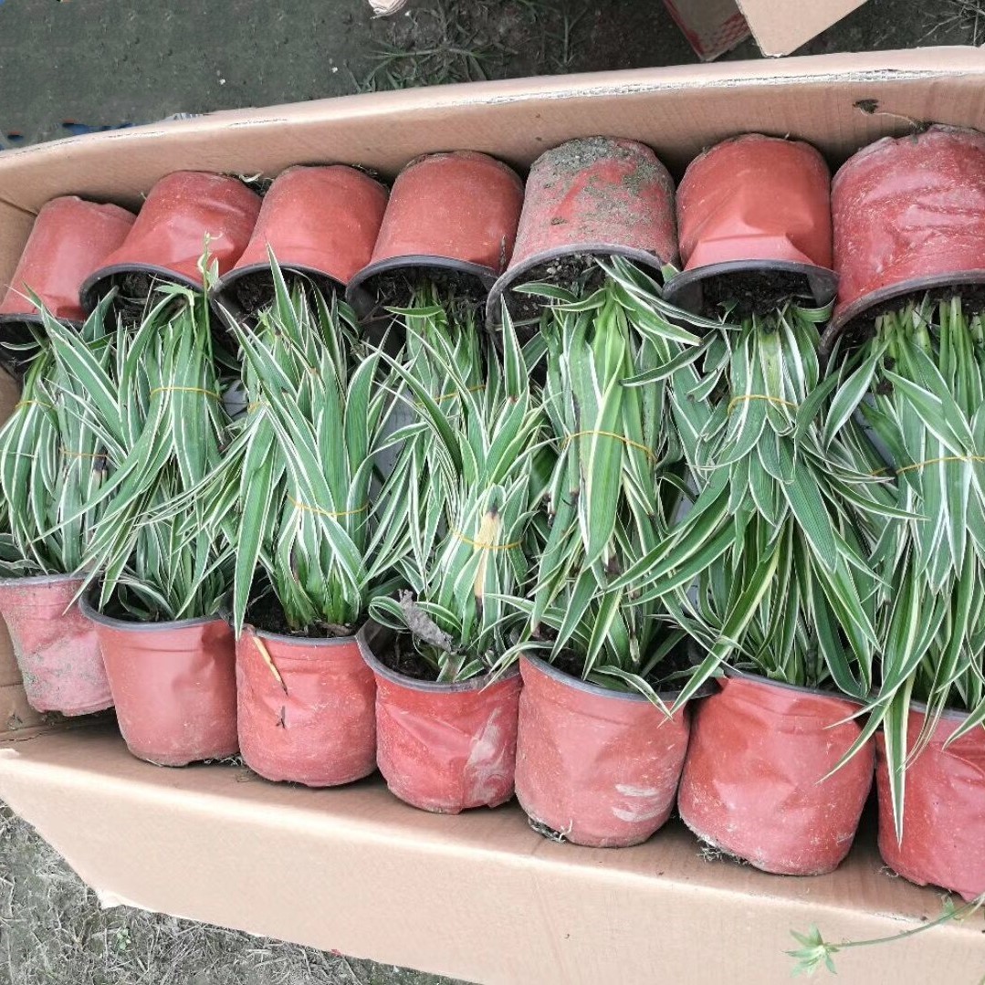 大成園林_園林綠化_綠化工程_園林綠化工程_綠化養護_園林綠化養護_園林綠化公司_成都園林公司_成都綠化公司_成都園林綠化公司_成都園林綠化工程公司_四川園林公司_四川園林綠化工程公司_成都大成志得園林有限公司
