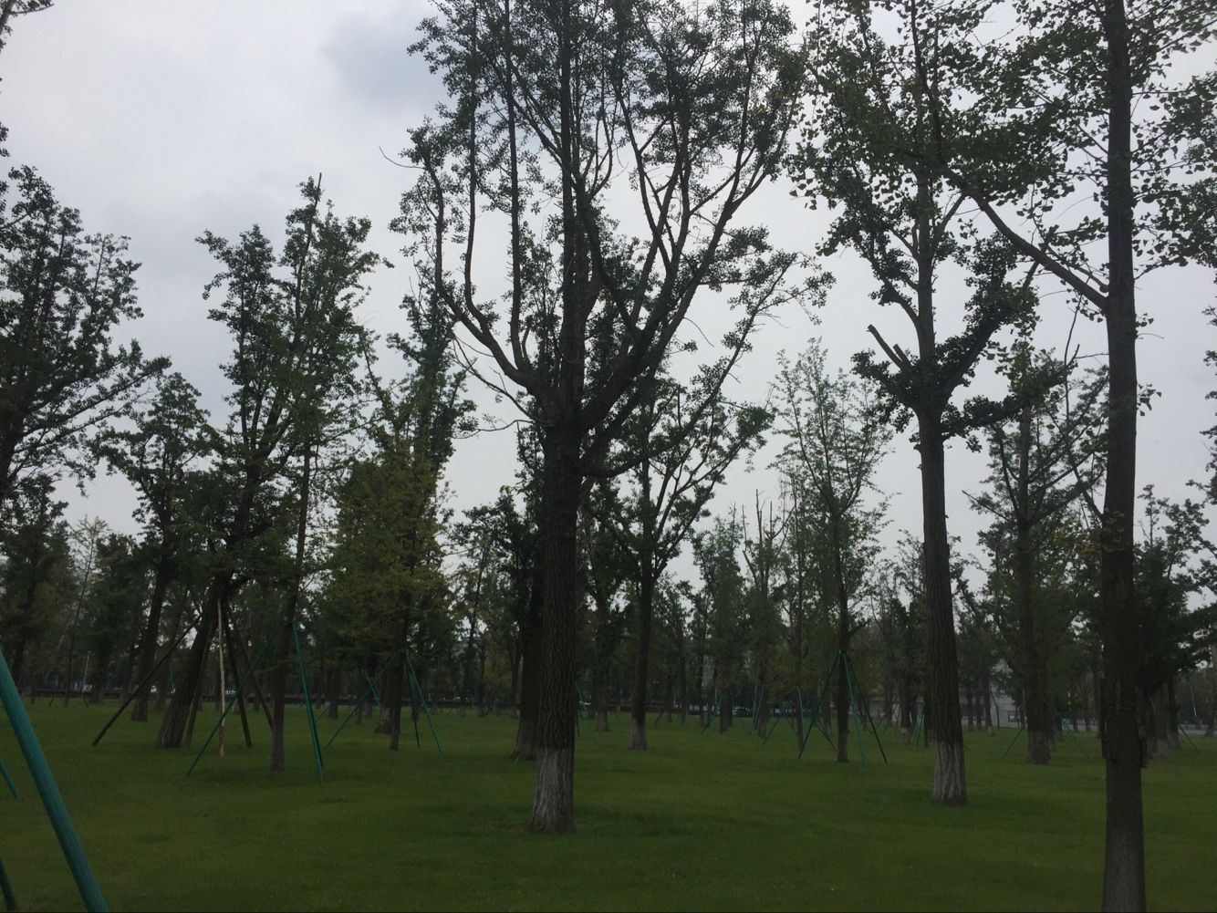 大成園林_園林綠化_綠化工程_園林綠化工程_綠化養護_園林綠化養護_園林綠化公司_成都園林公司_成都綠化公司_成都園林綠化公司_成都園林綠化工程公司_四川園林公司_四川園林綠化工程公司_成都大成志得園林有限公司