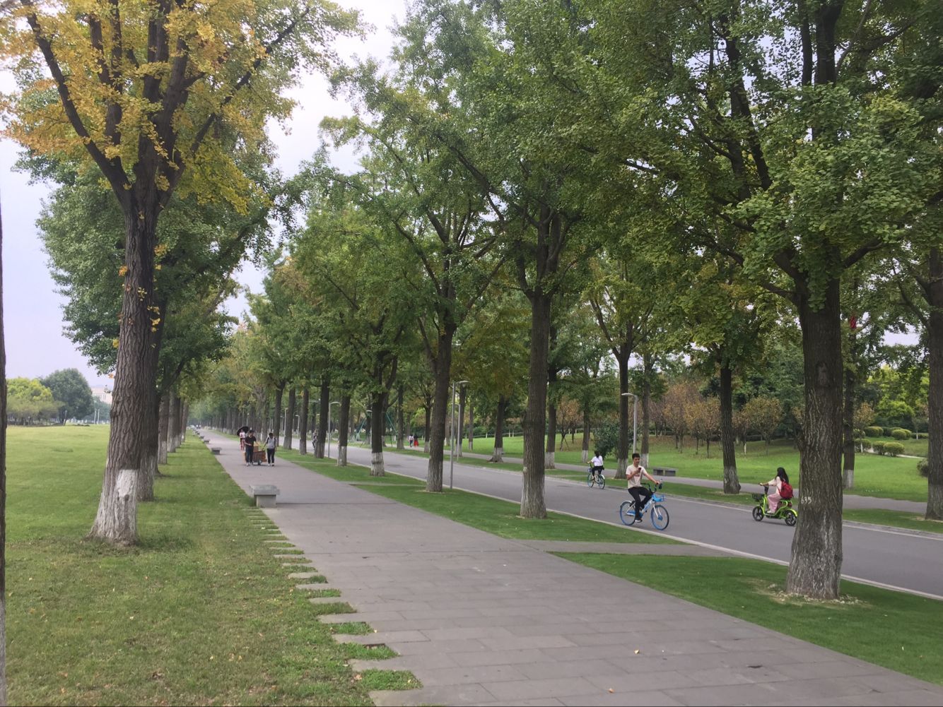 大成園林_園林綠化_綠化工程_園林綠化工程_綠化養護_園林綠化養護_園林綠化公司_成都園林公司_成都綠化公司_成都園林綠化公司_成都園林綠化工程公司_四川園林公司_四川園林綠化工程公司_成都大成志得園林有限公司