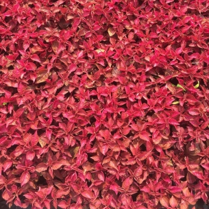紅葉莧（中國紅）