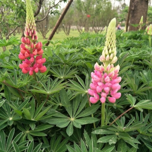 魯冰花