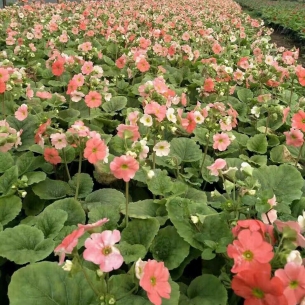 櫻草