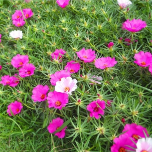 太陽花