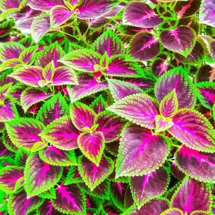 彩葉草