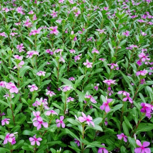 長春花