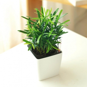 小羅漢松