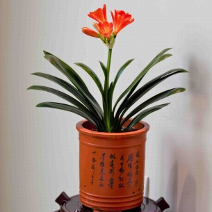 君子蘭