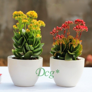 長壽花