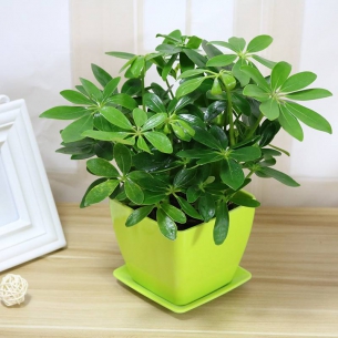 小鴨腳木