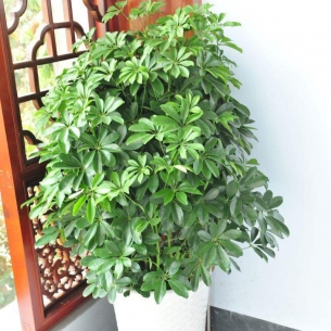 鴨腳木