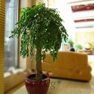 幸福樹