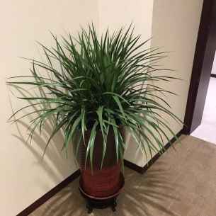 龍血樹