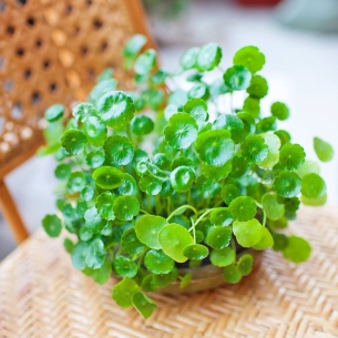 銅錢草