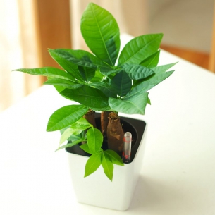 小發財樹