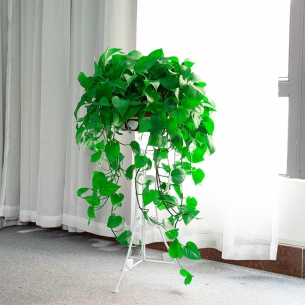 花架形綠蘿