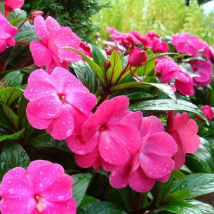 鳳仙花