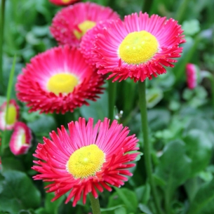 雛菊