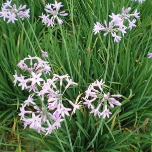 紫嬌花