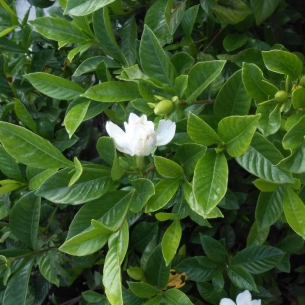 梔子花