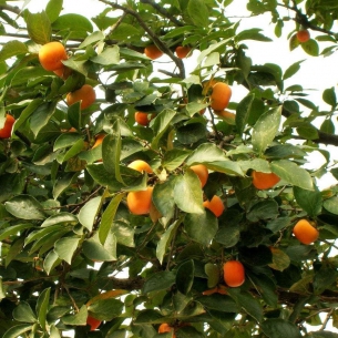 柿樹