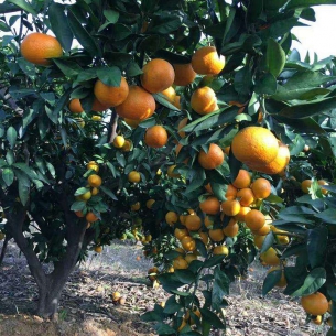 橘樹