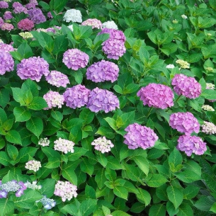 八仙花（繡球花）