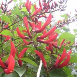 象牙紅