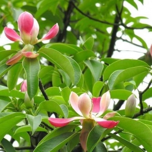 紅花木蓮