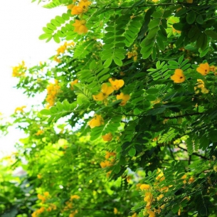 黃花槐