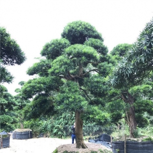 羅漢松