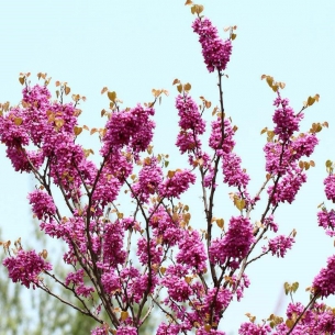 紫荊