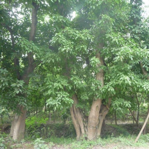 黃葛樹