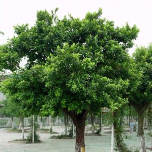 小葉榕