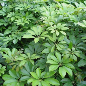 鴨腳木