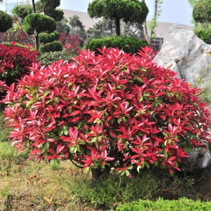 紅葉石楠