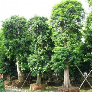 重陽木（三葉木）