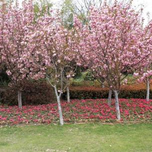 櫻花