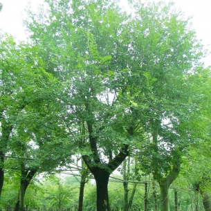 樸樹