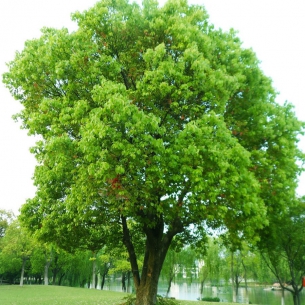 香樟樹