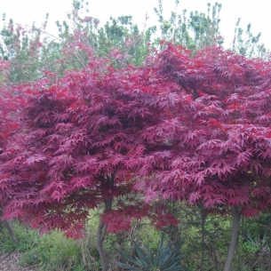 紅楓