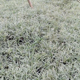銀邊草