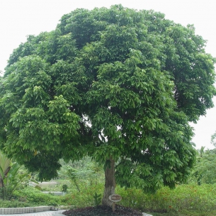 桂圓樹