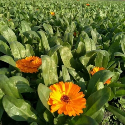 金盞菊
