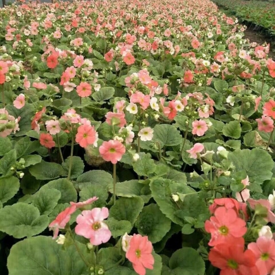 櫻草