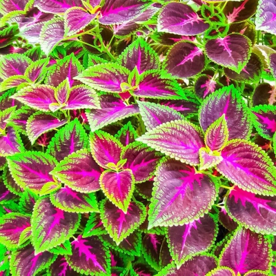 彩葉草