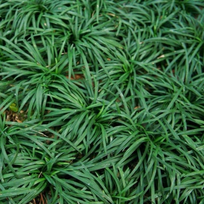 玉龍草（矮麥冬）