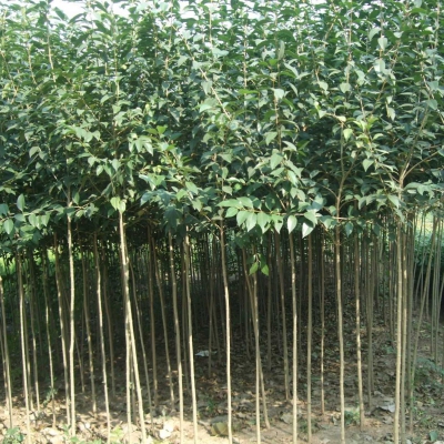 大葉女貞