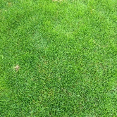 剪股穎